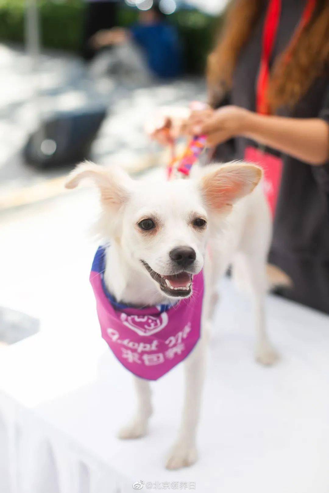 万狗登录-🐲全民宠物日记：开启万犬共欢新篇章❣️？